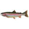fish.webp